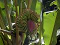 2003-04 martinique 060
